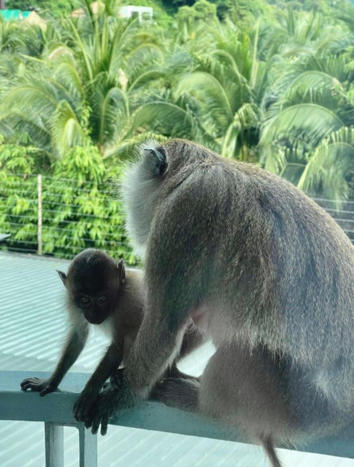 โรงแรม พีพีไมยาดา เกาะพีพี